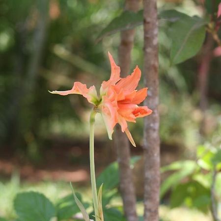 Lush Garden House Near Beaches With Private Pool. 푸에르토 에스콘디도 외부 사진